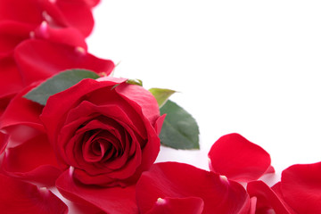 background of red rose petals and rose