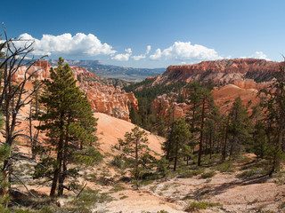Forêt et falaises dans Bryce Canyon