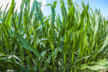 Obraz premium indian corn grows at the field