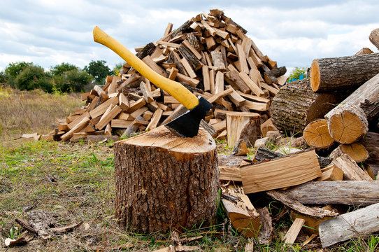 Pile Of Firewood In A Forest