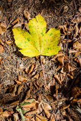 Pretty leaf