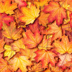 Naklejka na ściany i meble Autumn texture with maple leaves