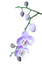 Naklejka na ściany i meble jasny liliowy orchidea