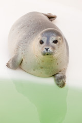 Fototapeta premium Cute young seal in basin. Resting and warming in the sun.