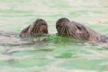 Fototapeta premium Two cute seals together in basin. Swimming and playing in water.