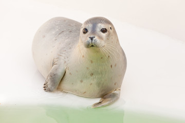 Naklejka premium Cute young seal in basin. Resting and warming in the sun.