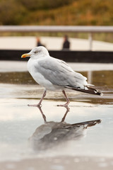 Seagull near fountain. Blurred dunes and group of tourists.