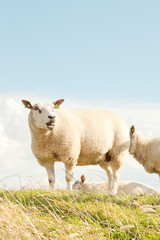 Fototapeta premium Sheep grazing in field of grass. Dike. Blue cloudy sky.