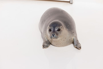 Cute young seal in basin. Resting and warming in the sun.