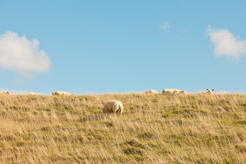 Sheep grazing in field of grass. Dike. Blue cloudy sky.