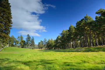 Beautiful meadow with a pine tree