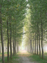 Obraz premium Sonnendurchflutet