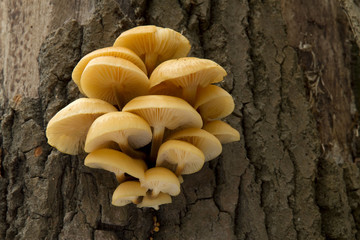 mushrooms on a tree