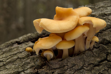 mushrooms growing on tree trunk