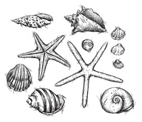 Selection of sea shells drawings