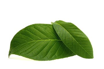 Obraz premium Leaves