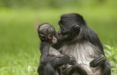 Fototapeta premium Black-handed spider monkey