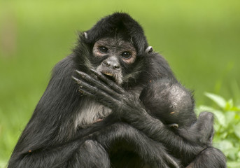 Black-handed spider monkey
