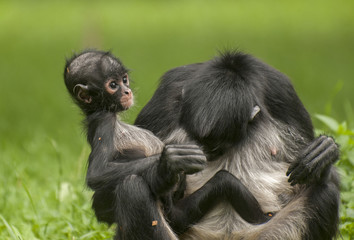 Black-handed spider monkey