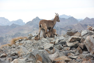 Mamma stambecco e cucciolo