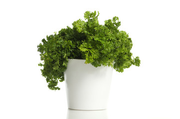 A Pot with fresh parsley, isolated on white