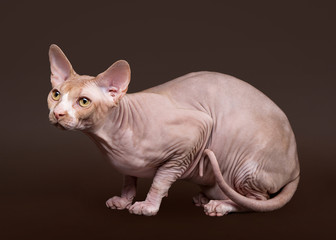 Don sphynx on dark brown background
