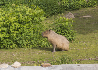 capybara