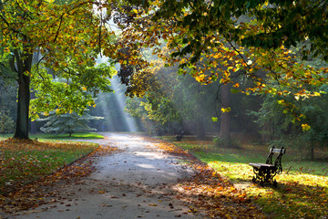Path in the autumn park. Sunlight. Walking.