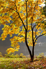 Fototapeta na wymiar Lake in the park in autumn.