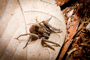 Tarantula