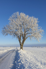 Solitary winter tree on  a roadside