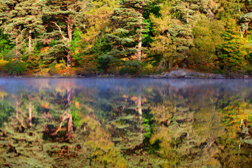 Lake and forest reflection