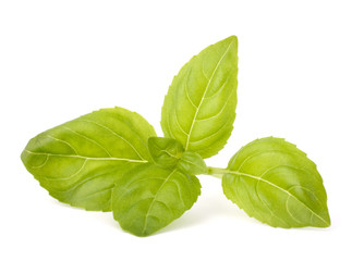 Sweet basil leaves