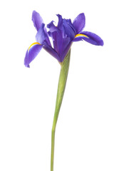 Blue iris or blueflag flower