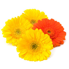 Beautiful daisy gerbera flowers