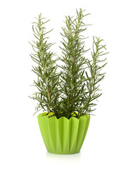 Sweet rosemary plant