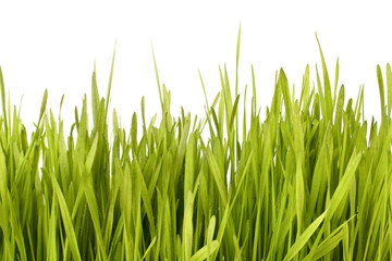 Fototapeta na wymiar Sylwetka trawy