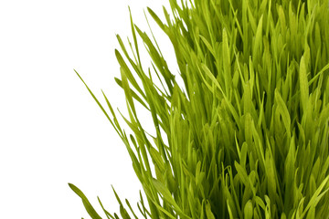 Grass silhouette