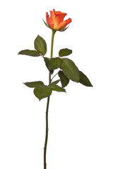 Fototapeta premium Orange rose