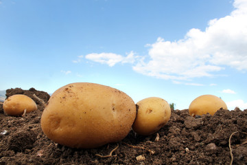 potato field