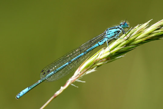 Common Blue Damselfly (Enallagma Cyathigerum)