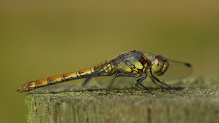 Common Darter Dragonfly (Sympetrum striolatum)