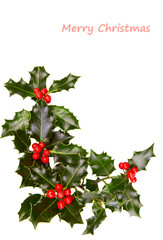 Christmas holly