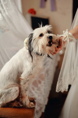 white shaggy dog stroking a woman's hand