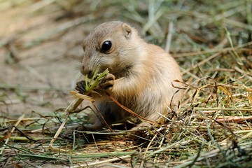 Cane della prateria, cucciolo