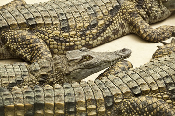 Obraz premium Crocodiles