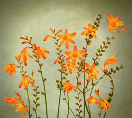 Wild crocosmia flowers