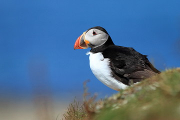 Puffin (Fratercula arctica)
