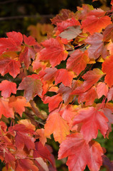 Naklejka na ściany i meble Red autumn leaves in close