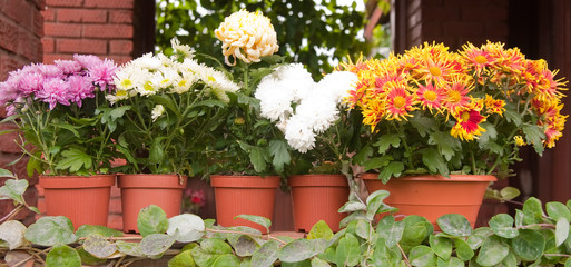 chrysanthemums